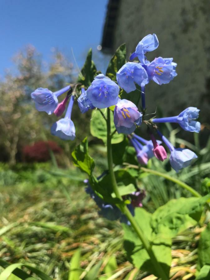 Wild Wisteria Bed & Breakfast Chadds Ford Dış mekan fotoğraf