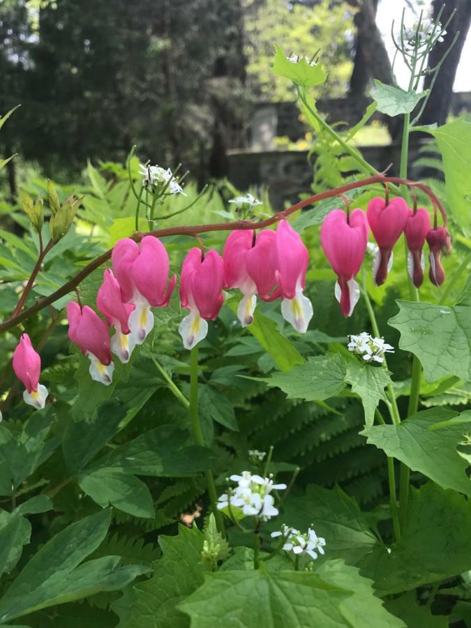Wild Wisteria Bed & Breakfast Chadds Ford Dış mekan fotoğraf