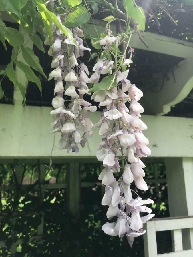 Wild Wisteria Bed & Breakfast Chadds Ford Dış mekan fotoğraf